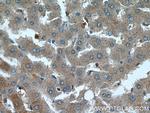 OMA1 Antibody in Immunohistochemistry (Paraffin) (IHC (P))