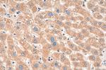 OMA1 Antibody in Immunohistochemistry (Paraffin) (IHC (P))