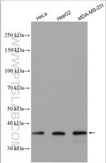 OMA1 Antibody in Western Blot (WB)