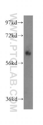 OMA1 Antibody in Western Blot (WB)