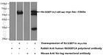 RASGEF1A Antibody in Western Blot (WB)