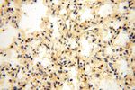 OXCT2 Antibody in Immunohistochemistry (Paraffin) (IHC (P))