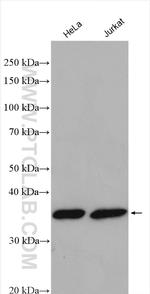 PYCR2 Antibody in Western Blot (WB)