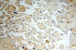 YARS2 Antibody in Immunohistochemistry (Paraffin) (IHC (P))