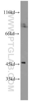 YARS2 Antibody in Western Blot (WB)