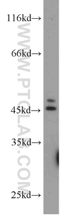 YARS2 Antibody in Western Blot (WB)