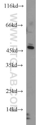 YARS2 Antibody in Western Blot (WB)