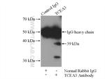 TCEA3 Antibody in Immunoprecipitation (IP)