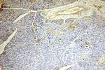 ACAD10 Antibody in Immunohistochemistry (Paraffin) (IHC (P))