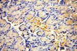 ACAD10 Antibody in Immunohistochemistry (Paraffin) (IHC (P))