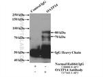 OATP14 Antibody in Immunoprecipitation (IP)