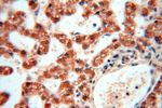 APOBEC4 Antibody in Immunohistochemistry (Paraffin) (IHC (P))