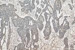 Histone-H3 Antibody in Immunohistochemistry (Paraffin) (IHC (P))