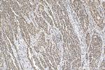 Histone-H3 Antibody in Immunohistochemistry (Paraffin) (IHC (P))