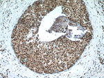 Histone-H3 Antibody in Immunohistochemistry (Paraffin) (IHC (P))