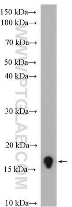 Histone-H3 Antibody in Western Blot (WB)