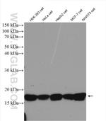 Histone-H3 Antibody in Western Blot (WB)