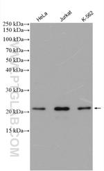 LOH12CR1 Antibody in Western Blot (WB)