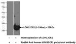 LOH12CR1 Antibody in Western Blot (WB)