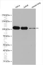 IARS2 Antibody in Western Blot (WB)