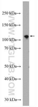 IARS2 Antibody in Western Blot (WB)