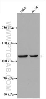 IARS2 Antibody in Western Blot (WB)