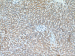 BPGM Antibody in Immunohistochemistry (Paraffin) (IHC (P))