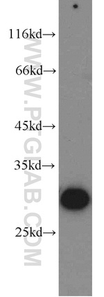 BPGM Antibody in Western Blot (WB)