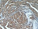 BPGM Antibody in Immunohistochemistry (Paraffin) (IHC (P))