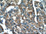 BPGM Antibody in Immunohistochemistry (Paraffin) (IHC (P))