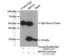 BPGM Antibody in Immunoprecipitation (IP)