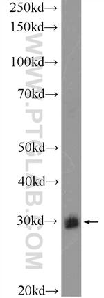 BPGM Antibody in Western Blot (WB)