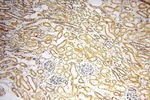 FUT11 Antibody in Immunohistochemistry (Paraffin) (IHC (P))