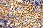 FUT11 Antibody in Immunohistochemistry (Paraffin) (IHC (P))