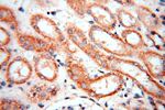 FUT11 Antibody in Immunohistochemistry (Paraffin) (IHC (P))