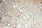 FUT11 Antibody in Immunohistochemistry (Paraffin) (IHC (P))