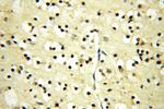 FUT11 Antibody in Immunohistochemistry (Paraffin) (IHC (P))