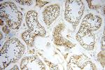 FUT11 Antibody in Immunohistochemistry (Paraffin) (IHC (P))