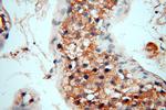 FUT11 Antibody in Immunohistochemistry (Paraffin) (IHC (P))