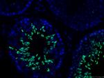 TNP1 Antibody in Immunohistochemistry (PFA fixed) (IHC (PFA))