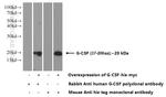 G-CSF Antibody in Western Blot (WB)