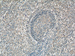 CFP Antibody in Immunohistochemistry (Paraffin) (IHC (P))