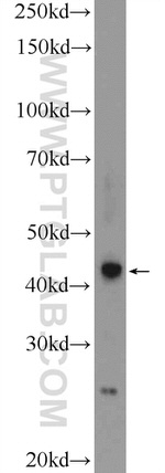 RSPO3 Antibody in Western Blot (WB)