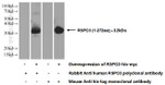 RSPO3 Antibody in Western Blot (WB)