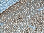 HMGCLL1 Antibody in Immunohistochemistry (Paraffin) (IHC (P))