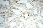 LYZL1 Antibody in Immunohistochemistry (Paraffin) (IHC (P))