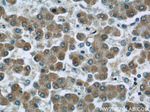 NLRX1 Antibody in Immunohistochemistry (Paraffin) (IHC (P))