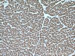 NLRX1 Antibody in Immunohistochemistry (Paraffin) (IHC (P))