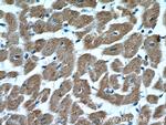 NLRX1 Antibody in Immunohistochemistry (Paraffin) (IHC (P))