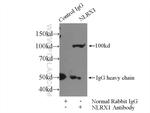 NLRX1 Antibody in Immunoprecipitation (IP)